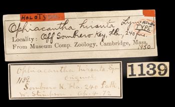 Media type: image;   Invertebrate Zoology OPH-1950 Description: Handwritten labels for this specimen included in the specimen tray.;  Aspect: labels